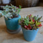多肉植物のアレンジワークショップ
